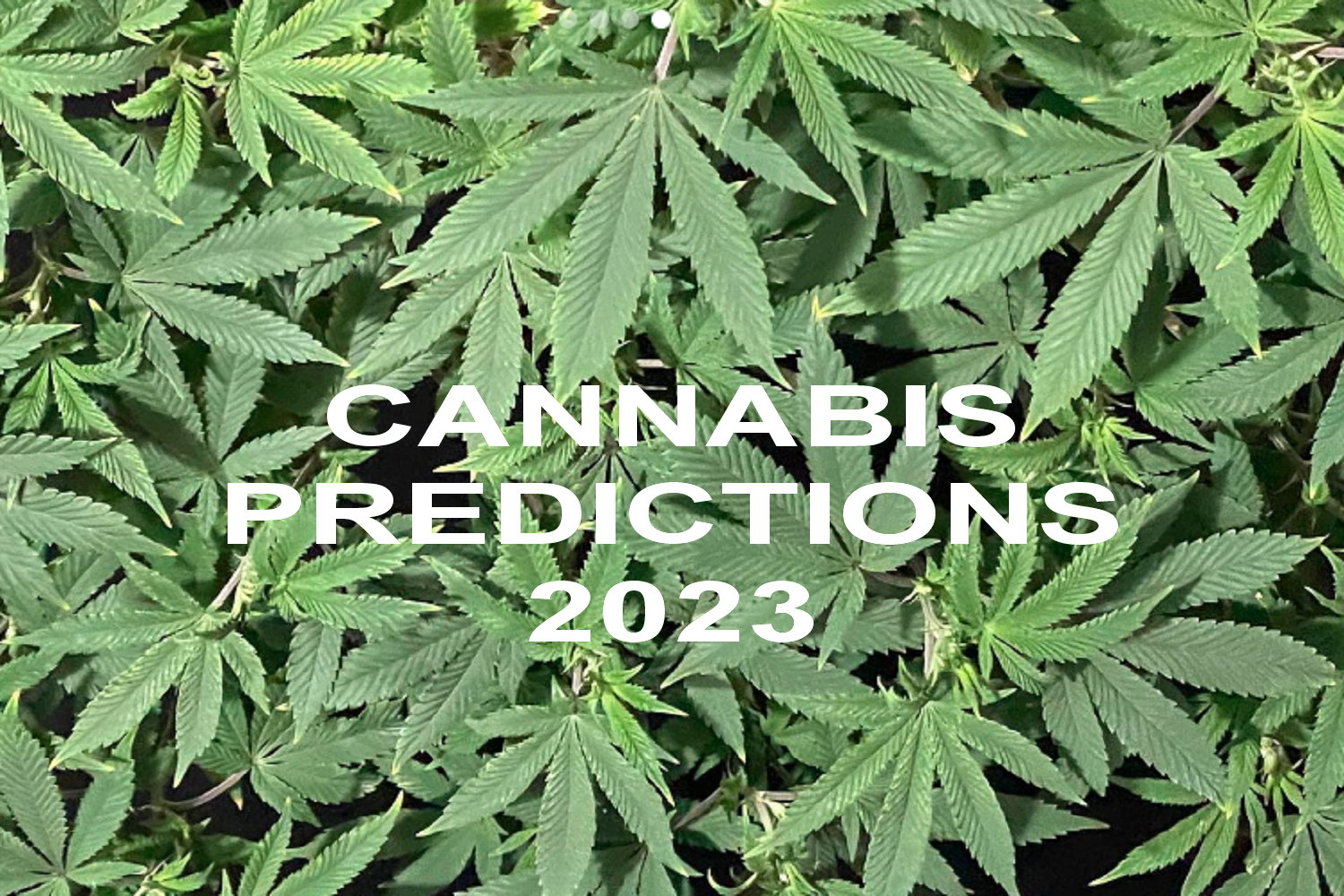 MJBiz CEO: Cannabis Industry Forecasts for the Year Ahead
